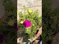 Cuidados de las mañanitas o amor de un rato