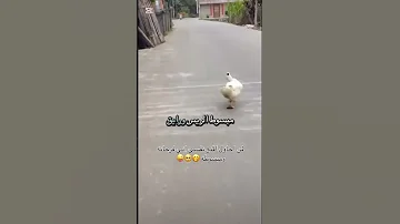 ماني متضايق لايك اشتراك بالقناه ليصلك كل جديد 