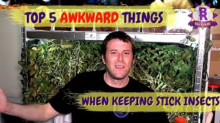 TOP 5 Awkward things YOU have to do as a Stick Insect keeper!