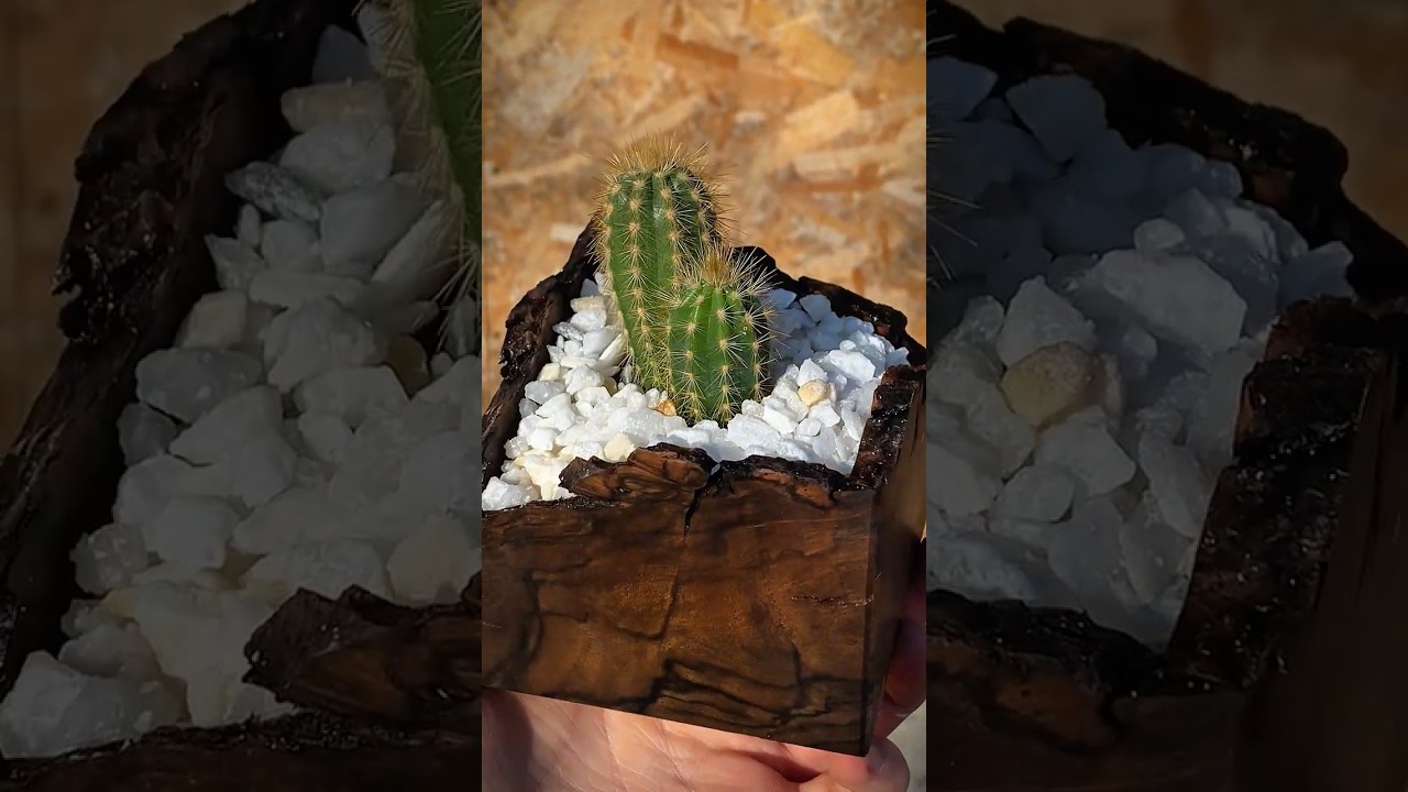 Коробочка из грецкого ореха: пила, фрезер, склейка, бальзам. Показываю процесс. Как вам результат?