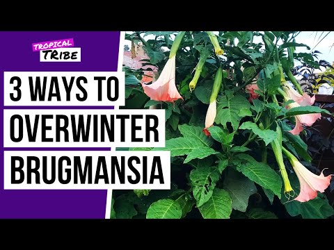 วีดีโอ: ฤดูหนาว Brugmansia ในบ้านของคุณ: Brugmansia Winter Care