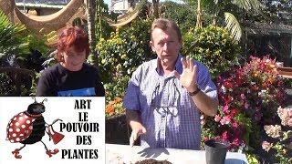 chaine de jardin:Comment Bouturer une racine  d'acanthe: Plante vivace