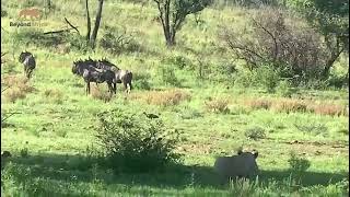 The Wild Chase: 2 Lions Hunting Down Wildebeest #wildlife