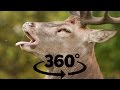 Deer Stag 360° 4K