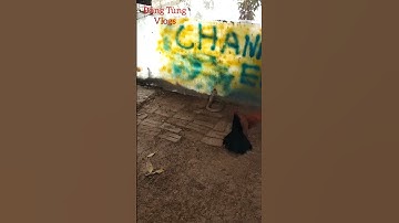 Chim săn mồi tấn công rắn hổ mang bành cực kỳ độc #trending #rắn