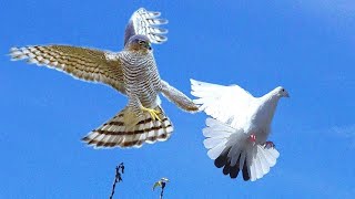 Ястриб Тетеревятник атакует голубей. Goshawk attacking pigeons