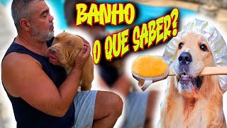 O QUE SABER SOBRE BANHO EM CÃES