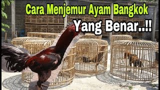 Cara Menjemur Ayam Bangkok Yang Benar Khusus Bagi Pemula