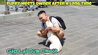 Xúc động giây phút gặp lại Dưa Chuột ở Phú Quốc  Chuyến đi 2000km |Puppy Meet Owner After Long Time