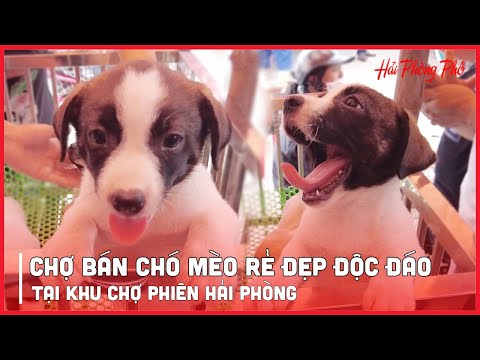 Video Chợ Bán Chó Mèo Rẻ Đẹp Lớn Nhất Hải Phòng - Tại Chợ... - youtube
