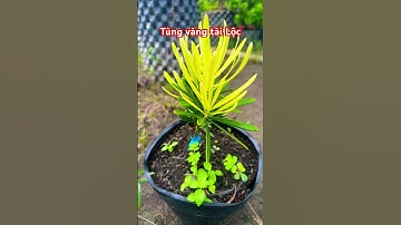 Cây Tùng vàng Tài Lộc | 0386569374 - Ngọc Ngân Bến Tre | Chuyên cây độc lạ