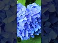 濃緑の京都・三室戸寺その3(2018年・手振れ注意) #shorts #kyoto #japan