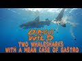 2 whalesharks swim by, and one poops on me