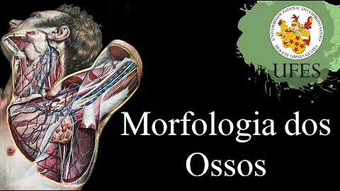 Qual a morfologia do tecido ósseo?