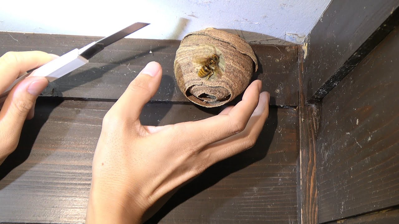 かわいいスズメバチの巣をもぎ取って家で放し飼いしたら泣いた