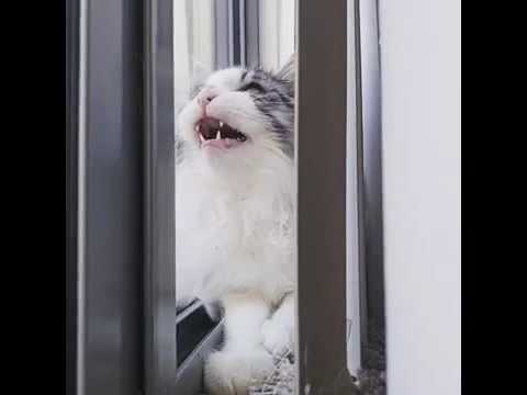 Gato observando aves hace ruidos ridículos y extraños