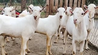 Babri Teddy Goats For Sale 03332134424//03089009899 Nadir Baloch Goat Farm