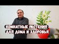 Комнатные растения 🌱 улучшают наш воздух 👨‍⚕️ Слухи и Правда