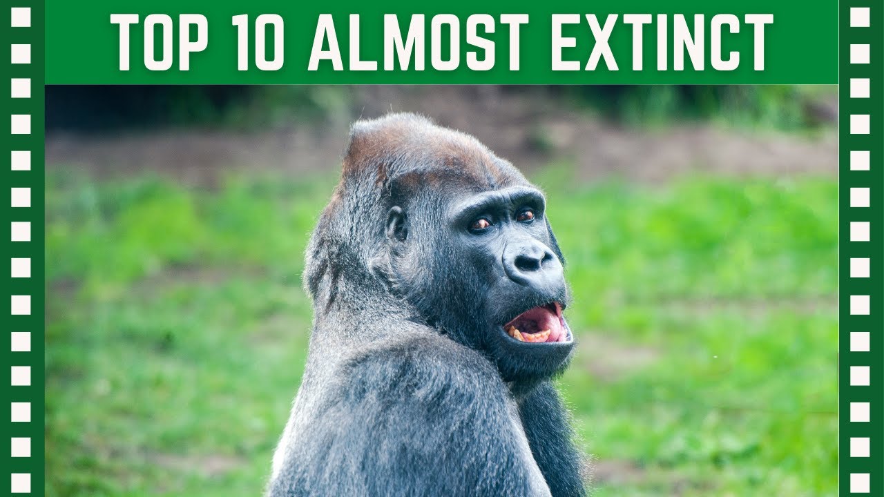 Top 10 Animals on the Brink of Extinction| Top 10 Clipz - YouTube