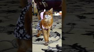 Wildfires, Cat Shows, Fashion - Summers Crazy Year In One Minute