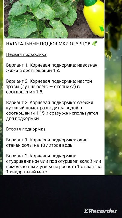 народные средства для подкормки огурцов - YouTube