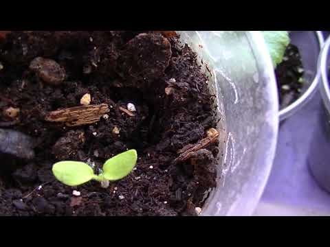 თესვის ზოგადი წესები რაც აუცილებლად უნდა იცოდეთ