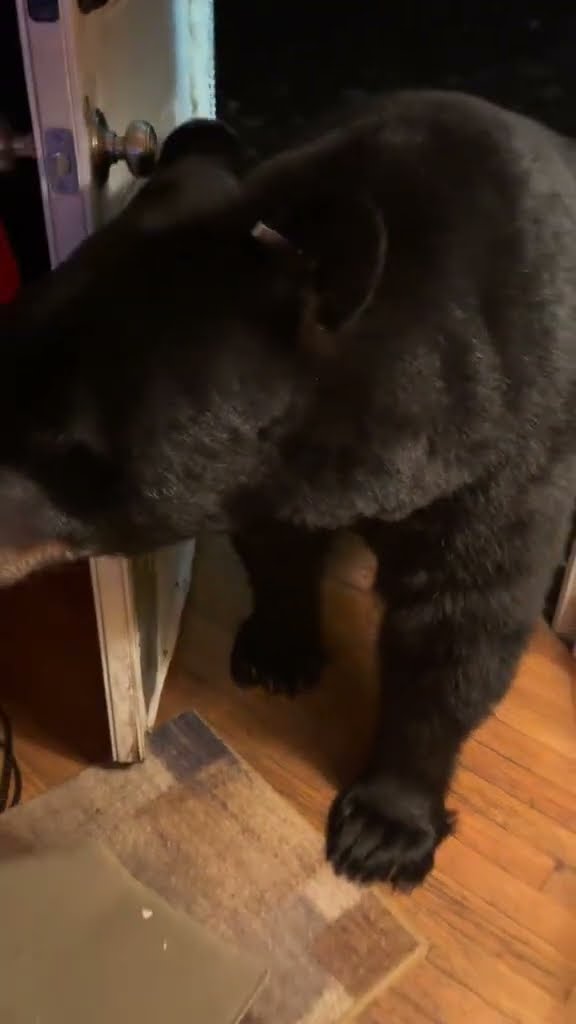 Bear Steals Jacket and Closes Door || ViralHog