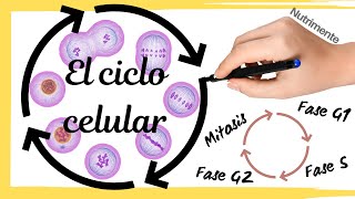 El CICLO CELULAR (Paso a Paso)