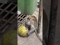 Monkey Eating Coconut! #batucaves #monkeyeating #monkey