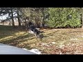 Slowmo dog