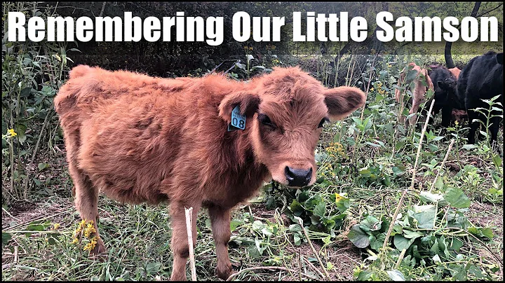 Remembering Our Little  Samson
