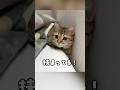 朝起きたら猫が挟まってた！