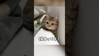 朝起きたら猫が挟まってた！