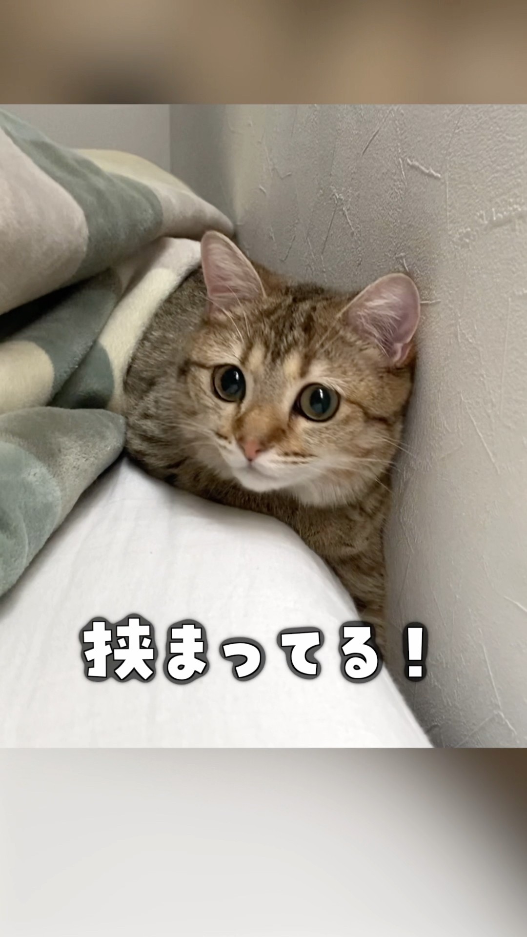 ポムさんとしまちゃん / ねこべや。 - YouTube