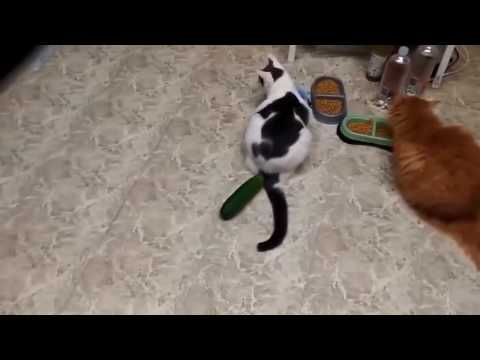 Video: Kedi Anneler için 17 Pawsitively Purrrfect Presents