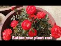 Button rose 🌹 plant care/बटन रोज़ की पूरी जानकारी/ बटन रोज की देख -भाल