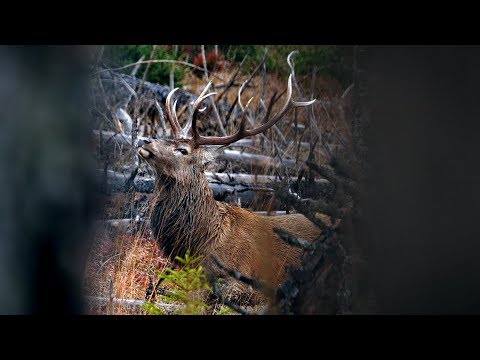 Video: Jedí jeleni motýlí keře?