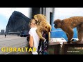 Gibraltar 2021 gibraltar monkeys 4k