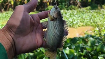 Câu Cá Rô Đồng Trúng Ngay Ổ Cá Tra Nhiều Kinh Khủng 