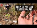 Finding Baby Corn Snakes and Timber Rattlesnake in the Wild! Fall Snake Hunting in Georgia
