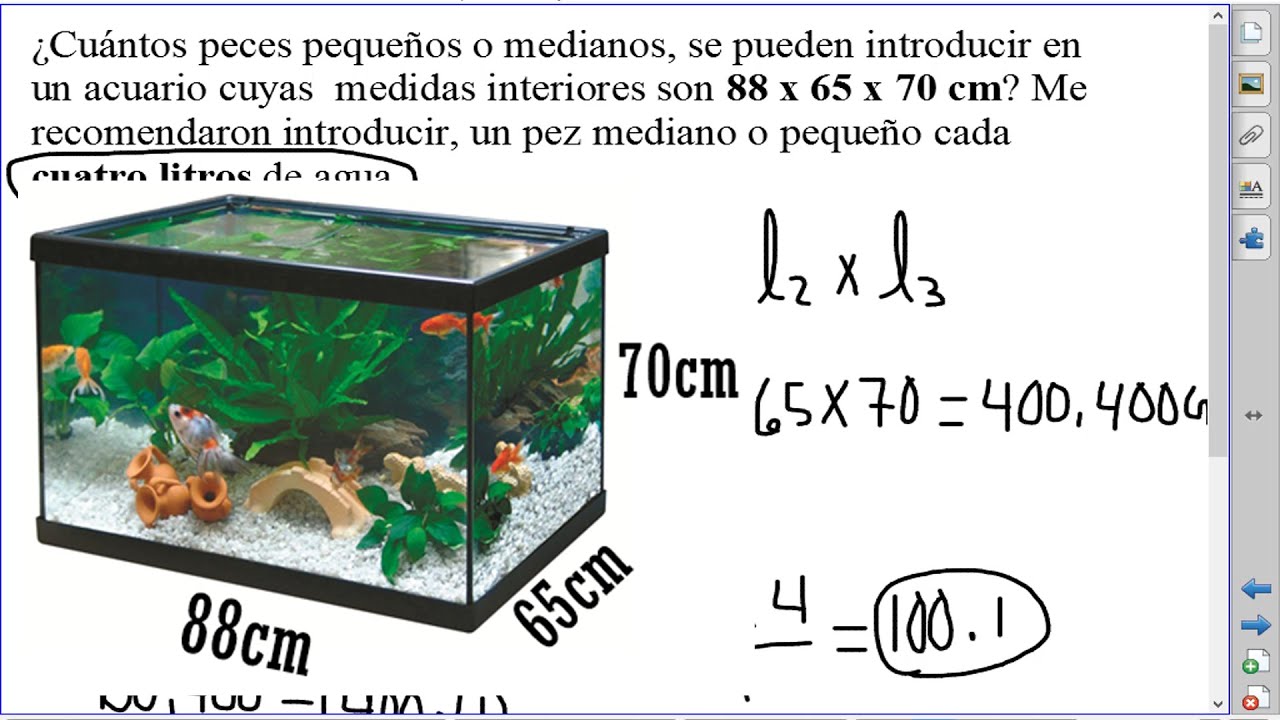 ¿Cuantos Peces caben en una Pecera? YouTube ¿Cuantos Peces caben en una Pecera? YouTube