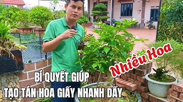 Bí quyết giúp tạo tán Hoa Giấy nhanh dầy nhiều hoa