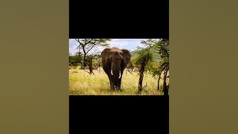 Keystone species definition and example