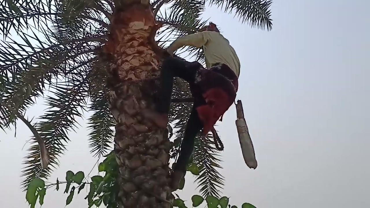 20 November 2025#খেজুরগাছ কাটা  সমপূর্ণ দেখুন ভিডিওতে