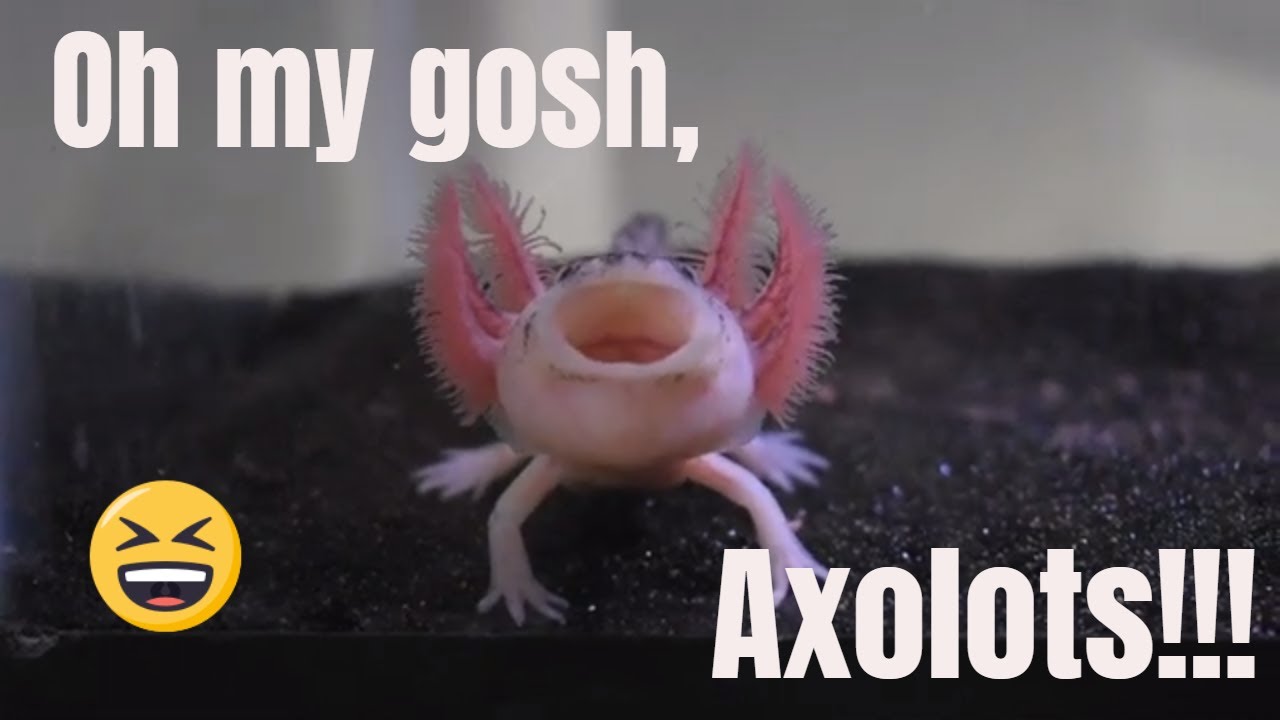 Super Cute Axolotls! - YouTube