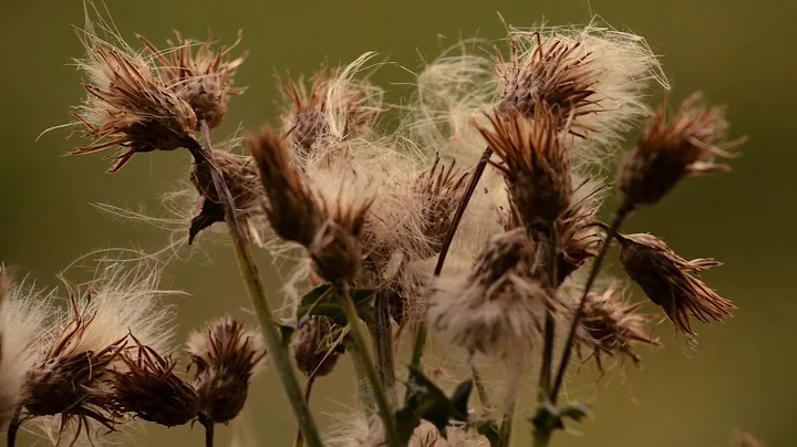 Montana's Noxious Weeds: Canada Thistle