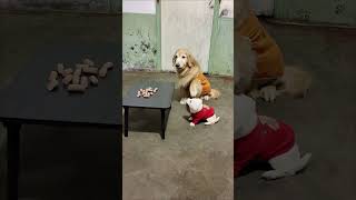 The golden retriever fed the food on the table to the puppy