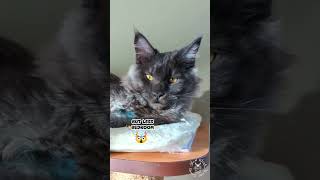 2023 Funny Cat Videos 😹🥹 | Maine Coons Cats #kitten #cutecat #showerthoughts #jokes #dadjokes by SlowBlink Maine Coons 261 views 5 months ago 1 minute, 16 seconds