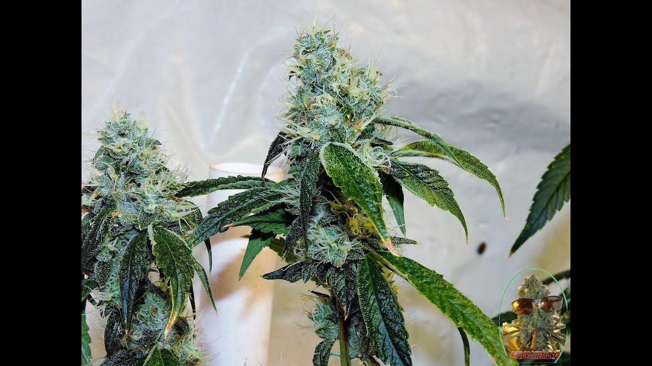 Death Bubba,GG4,SFV OG DAY 49