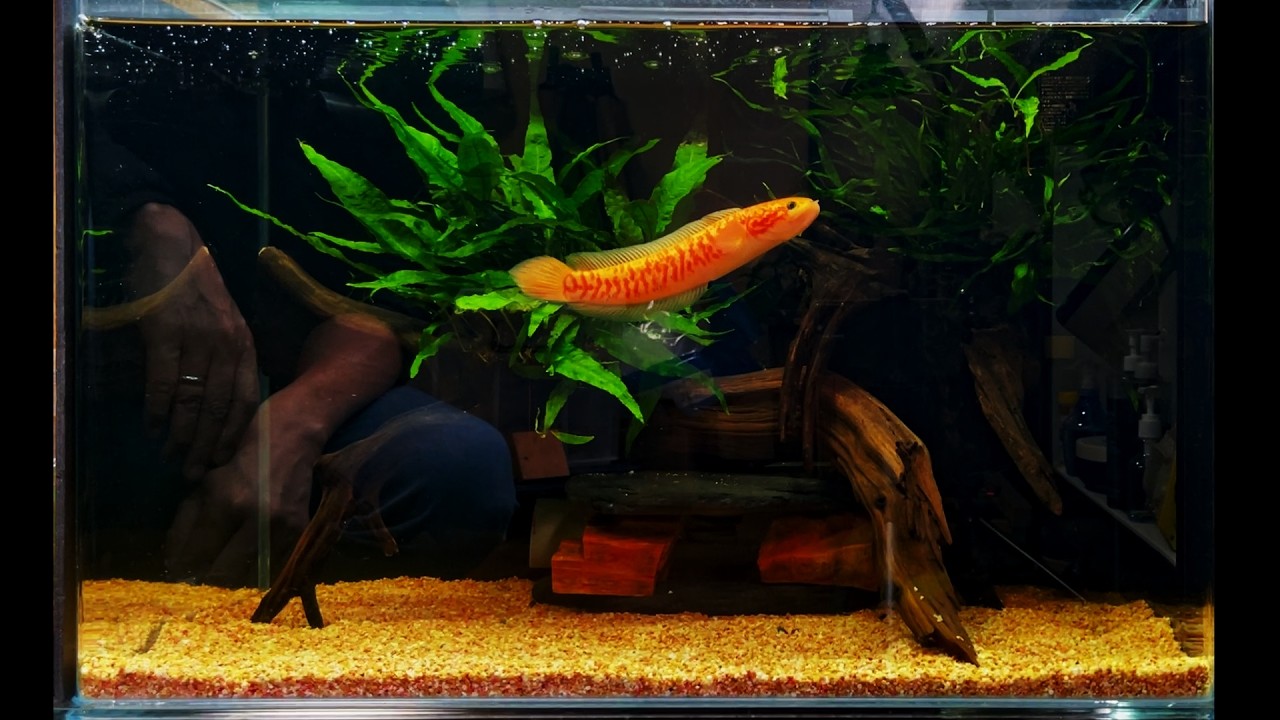 熱帯魚　レッドギャラクシーコウタイ 熱帯魚 コウタイ 紅銀河雷龍 レッドギャラクシー 1匹 Sサイズ 約6-9cm